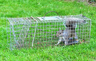 squirrel in a trap
